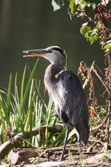 heron fishing