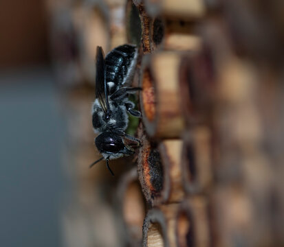 An Australian native leaf-cutter bee visiting an insect hotel to lay its eggs.