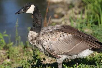 goose molting
