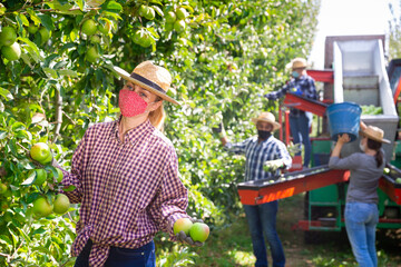 Focused young woman in protective face mask harvesting ripe green apples at orchard