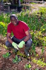 Positive african american man harvesting green onion and cabbage