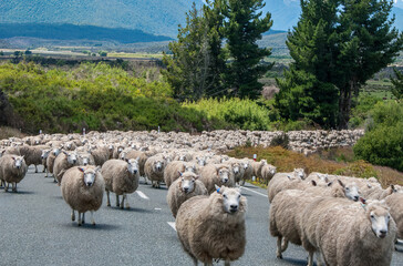 Flock of Sheep being driven along a country road - New Zealand