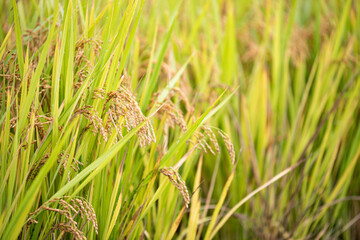Ripe autumn rice farmed in Korea