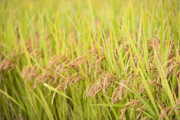 Ripe autumn rice farmed in Korea