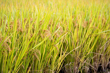 Ripe autumn rice farmed in Korea