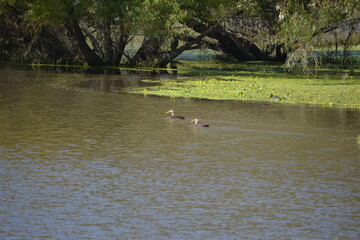 patos en un lago