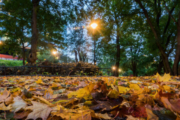 Stockholm, Sweden Oct 1, 2021 Autumn leaves in an outdoor park.
