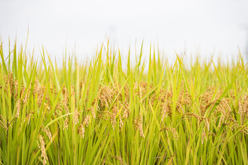 Ripe autumn rice farmed in Korea