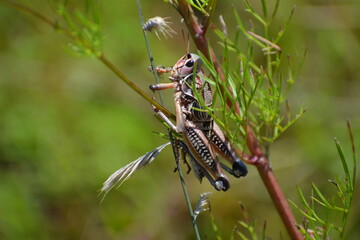 saltamontes beige