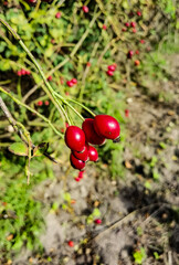 red berries on a branch