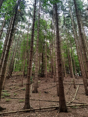 Naklejka premium trees in the forest