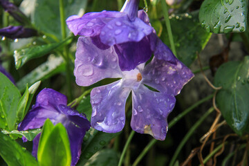雨上がりの紫の花
