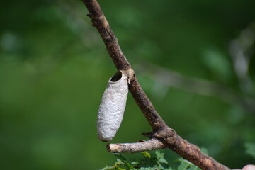 capullo abandonado en rama