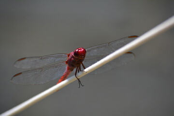 libélula roja en hilo
