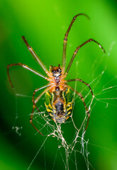 Ara&ntilde;a jardinera