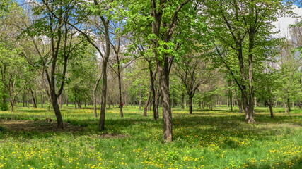 Kropyvnytskyi arboretum, Ukraine
