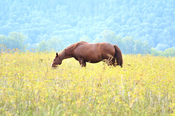 A bay horse is grazing in a meadow