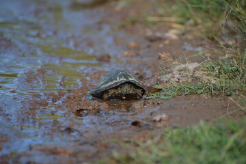 tortuga en el camino