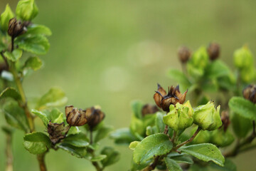 beautiful wild flowers, green nature background wallpaper images