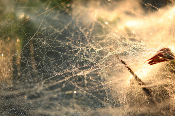 spider web, close up dew on grass , macro photos, background texture images