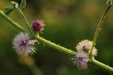 mimosa pudica beautiful flowers, macro photos, close up images nature background