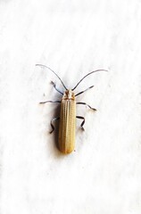 InsectsTenomerga on a white background