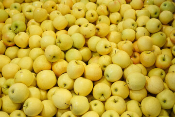 Fresh picked yellow apples background in the harvest season