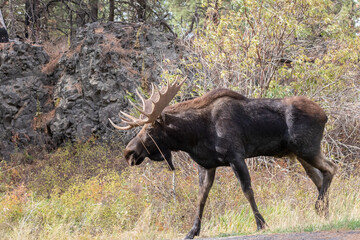 Washington state bull moose