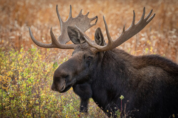 Naklejka na ściany i meble washington shiras bull moose portrait