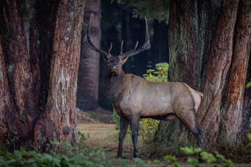 California bull elk standing between cedar trees