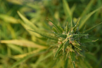 Overhead shot of marijuana plant in a research field