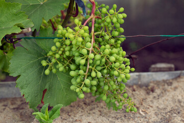 Green bunch of unripe grapes in garden, ready for harvest. Small berries full of vitamins. Future white wine. Fresh air on summer day.