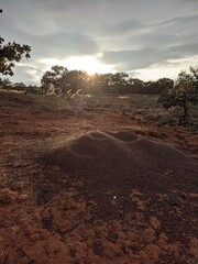 Fototapeta premium anthill oaks sunset