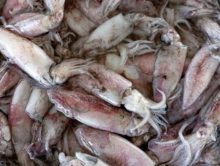 fresh fish at the market