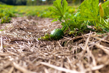 sprout on the ground
