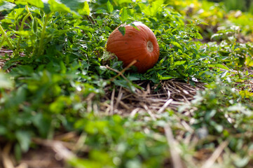 mushroom in the forest