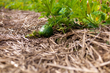 sprout growing in soil