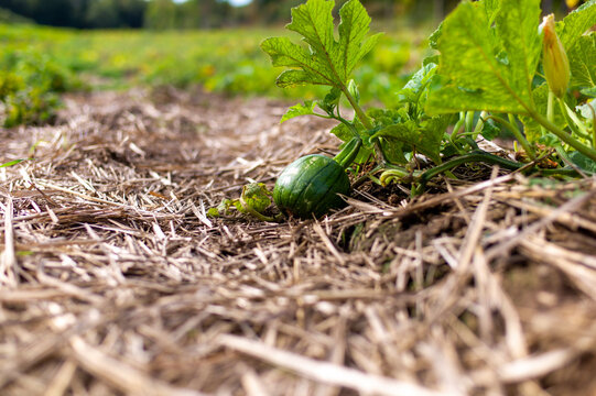 sprout on the ground