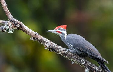 A male pileated woodpecker 