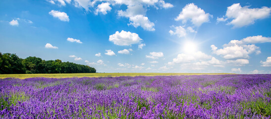 Beautiful lavender field against blue cloudy sky