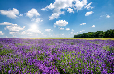 Obraz premium Beautiful lavender field against blue cloudy sky