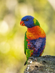 Australian Rainbow Lorikeet