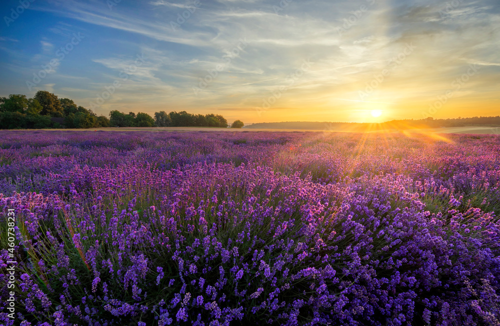 Canvas Prints Berautiful summer sunset over lavender field