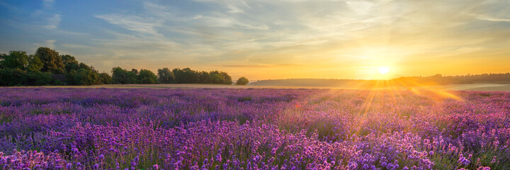 Berautiful summer sunset over lavender field - obrazy, fototapety, plakaty