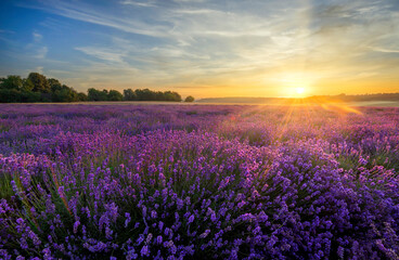 Obraz na płótnie Canvas Berautiful summer sunset over lavender field