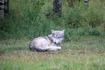 Resting Wolf, Yamnuska Wolfdog Sanctuary,  Cochrane, Alberta