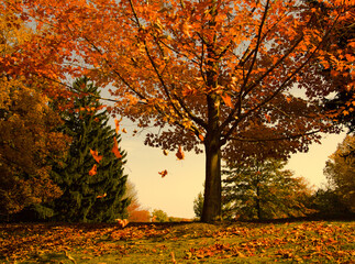 Maple leaves at the park change color to orange in the fall season, some foliages blurry falling on the ground with a beautiful golden sunset scene.