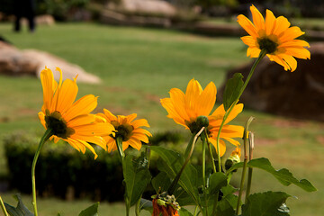 Group of Four Cosmos Flower