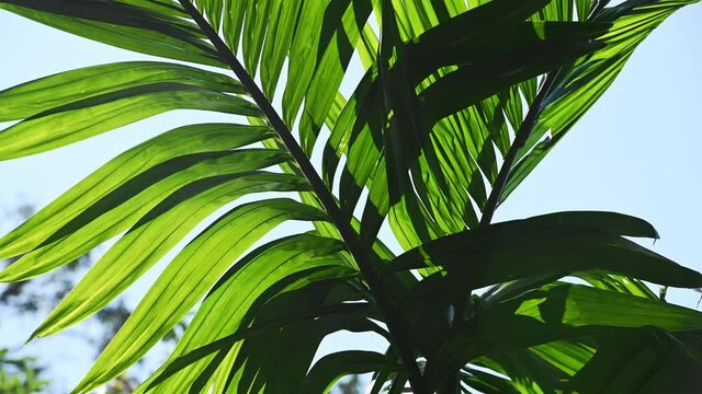 Background of tropical palm tree leaves swaying in the breeze with patterns forming from their shape and the way sunlight and shadow is falling on the leaves.
