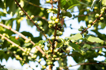 Arabica coffee, green Arabica coffee beans unripe on northern Thailand sources waiting for harvest to process